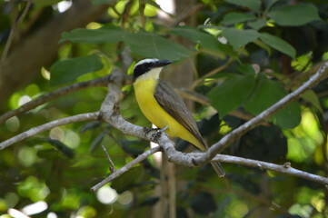 Kiskadee