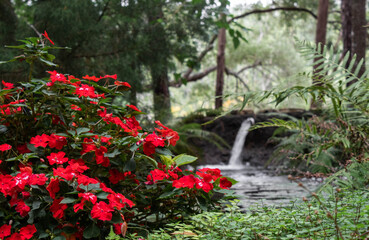 Red flowers and waterfall.