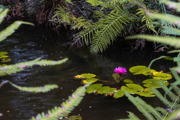 Pink water lily. 