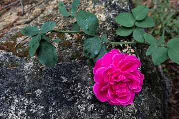 Pink rose.