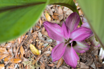Pink flower.