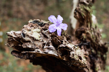 Purple flower on rocks.