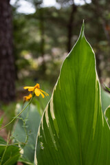Small yellow flower.