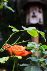 Orange rosde.