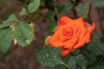 Orange rose.