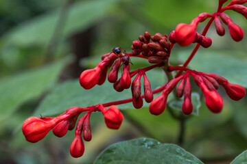 Red ant on red flower.