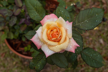 Pink and white rose.