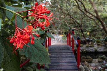 Red bridge and flowers.