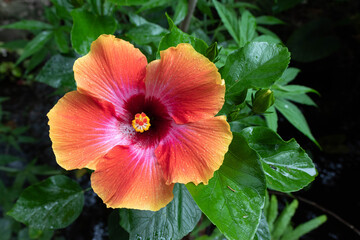 Hibiscus 