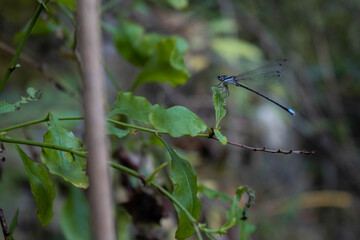 Dragonfly