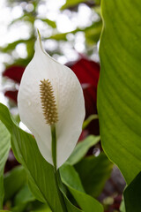 White flower
