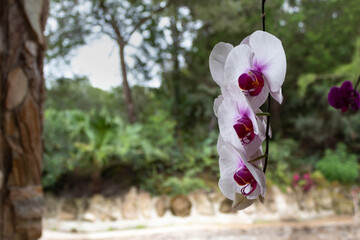 Pink and white flower/