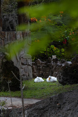 Ducks