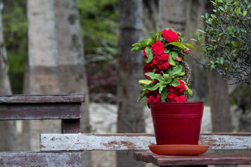 Red flowers