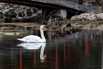 Swan