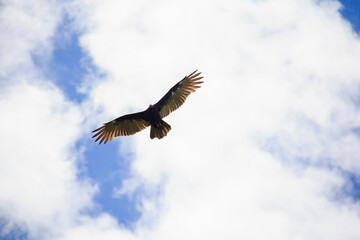 eagle flying