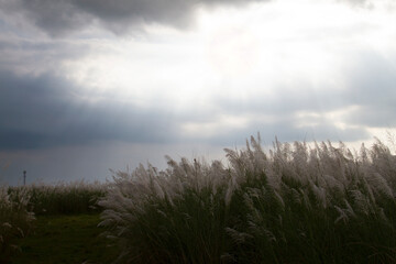 Obraz na płótnie Canvas Eulalia grass with nice clouds with beam