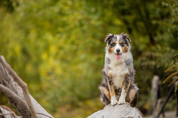 Australian Shepherd on fallen tree trunk with space for copy