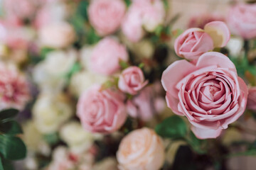 pink rose for beautiful backgrounds