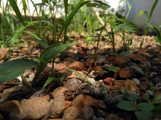 green grass in a garden