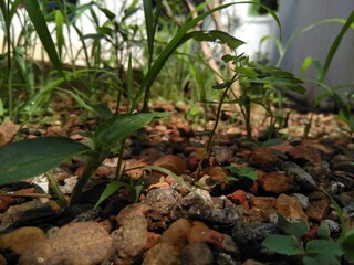 green grass in the garden