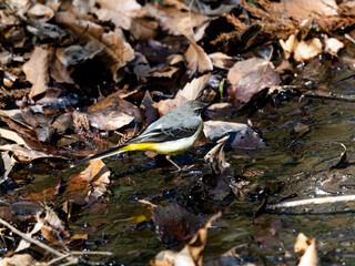 Gray wagtail beside a forest stream 7