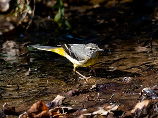 Gray wagtail beside a forest stream 9