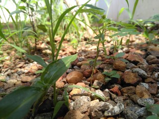 onion in the garden