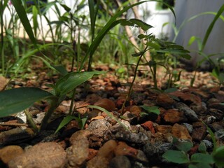 plants in the water
