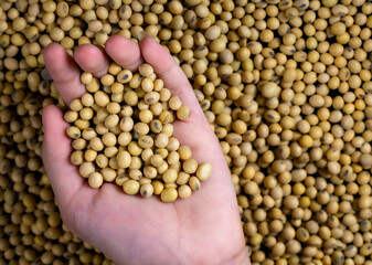 Harvest of soybeans close-up, healthy food