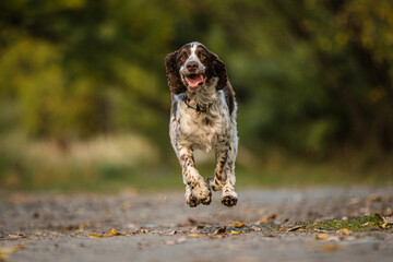 Springer Spaniel Running with ears flapping