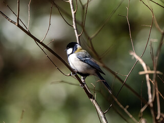 Cute Japanese tit on a small twig 2