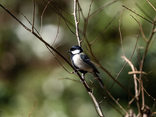 Cute Japanese tit on a small twig 1