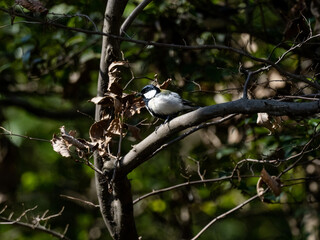 Cute Japanese tit on a forest branch 1