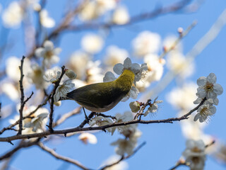Japanese warbling white eye white plum blossoms 1