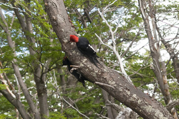 Magellanic Woodpecker in Patagonian forest environment, Los Glaciares National Park, Santa Cruz, Argentina