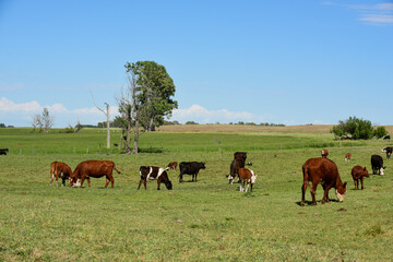 Fototapeta na wymiar Cattle in Argentine countryside, Buenos Aires Province, Argentina.