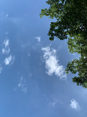 view of the sky and tree branches