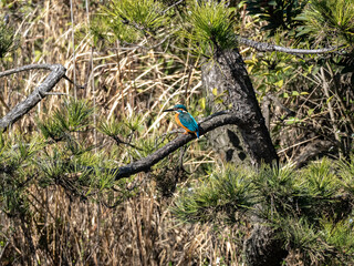 Common kingfisher perched over Japanese pond 7