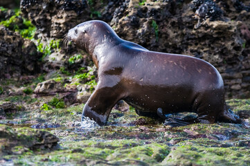 Sea Lion baby, Peninsula Valdes, Heritage Site, Patagonia, Argentina