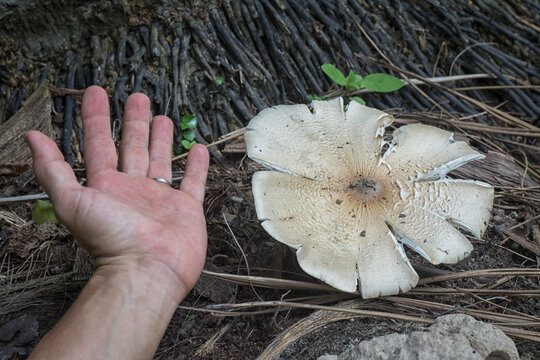 Fresh Cap Termitomyces Mushrooms