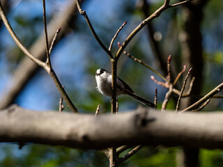 Long-tailed bushtit perched in tree 2
