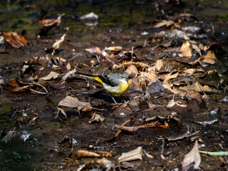 Gray wagtail beside a forest stream 1