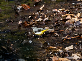 Fototapeta premium Gray wagtail beside a forest stream 2
