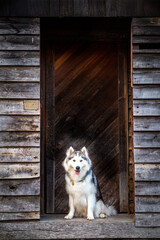 Fototapeta premium Husky Alaskan Malamute in a doorway