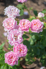 pink roses in garden