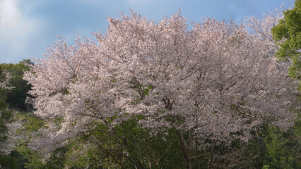 桜　春　広告　素材　SNS　季節　旅行　花　蕾　満開　天気　晴れ　黄昏　