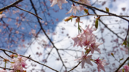 桜　春　広告　素材　SNS　季節　旅行　花　蕾　満開　天気　晴れ　黄昏　
