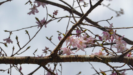 桜　春　広告　素材　SNS　季節　旅行　花　蕾　満開　天気　晴れ　黄昏　