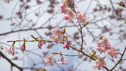 桜　春　広告　素材　SNS　季節　旅行　花　蕾　満開　天気　晴れ　黄昏　